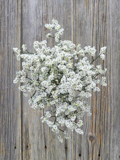 WHITE LIMONIUM